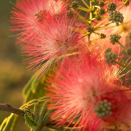 Casa Sophie ゲストハウス ロレート